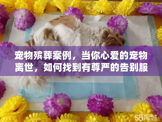宠物殡葬案例，当你心爱的宠物离世，如何找到有尊严的告别服务？