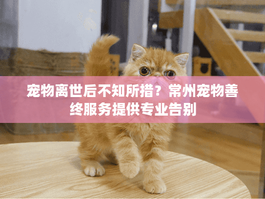 宠物离世后不知所措?常州宠物善终服务提供专业告别 宠物离世后不知所措?常州宠物善终服务提供专业告别