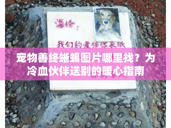 宠物善终蜥蜴图片哪里找？为冷血伙伴送别的暖心指南