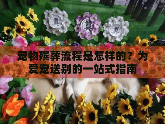 宠物殡葬流程是怎样的？为爱宠送别的一站式指南