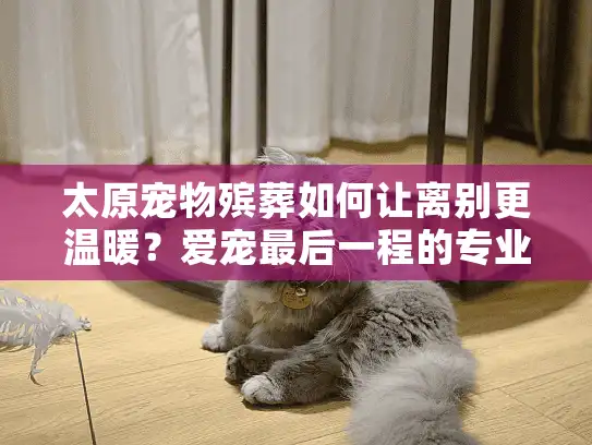 太原宠物殡葬如何让离别更温暖？爱宠最后一程的专业呵护方案