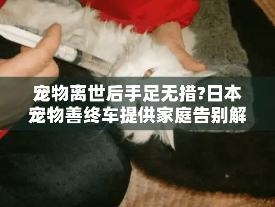 宠物离世后手足无措?日本宠物善终车提供家庭告别解决方案