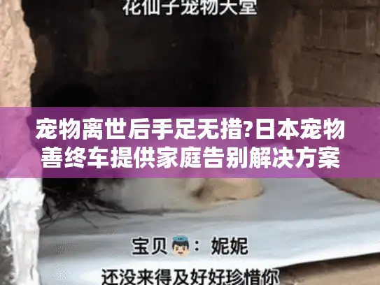 宠物离世后手足无措?日本宠物善终车提供家庭告别解决方案