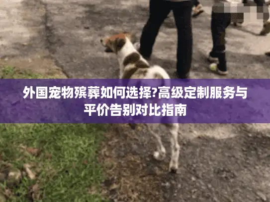 外国宠物殡葬如何选择?高级定制服务与平价告别对比指南