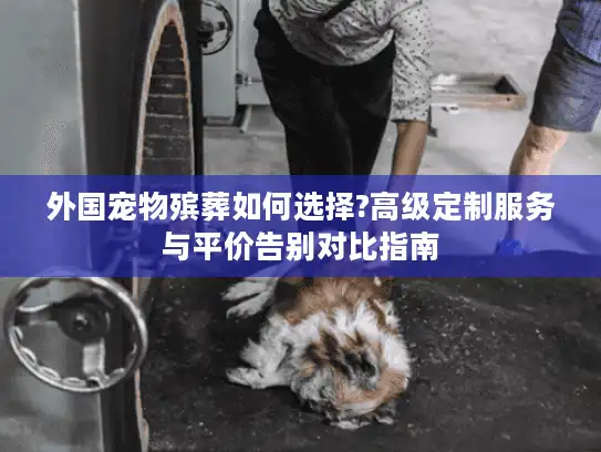 外国宠物殡葬如何选择?高级定制服务与平价告别对比指南