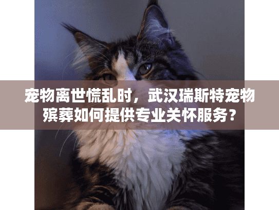 宠物离世慌乱时，武汉瑞斯特宠物殡葬如何提供专业关怀服务？