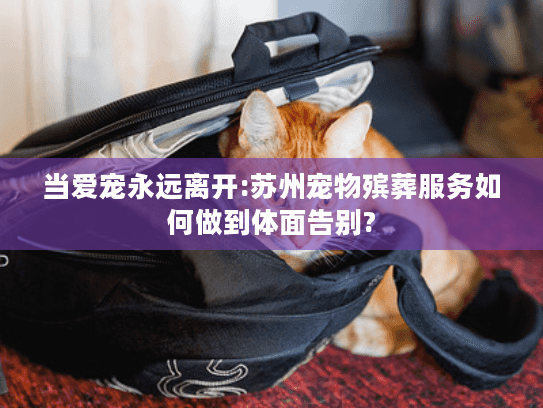 当爱宠永远离开:苏州宠物殡葬服务如何做到体面告别? 当爱宠永远离开:苏州宠物殡葬服务如何做到体面告别?
