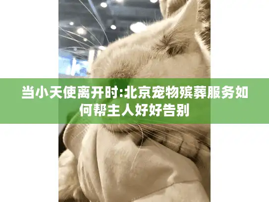 当小天使离开时:北京宠物殡葬服务如何帮主人好好告别