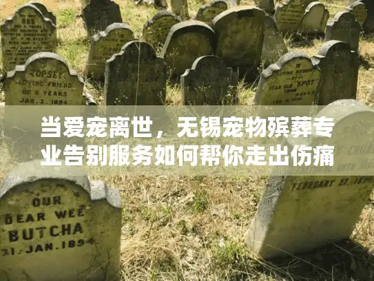 当爱宠离世,无锡宠物殡葬专业告别服务如何帮你走出伤痛 当爱宠离世,无锡宠物殡葬专业告别服务如何帮你走出伤痛
