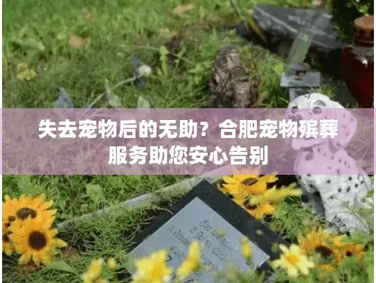 失去宠物后的无助？合肥宠物殡葬服务助您安心告别