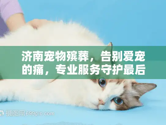 济南宠物殡葬，告别爱宠的痛，专业服务守护最后温暖