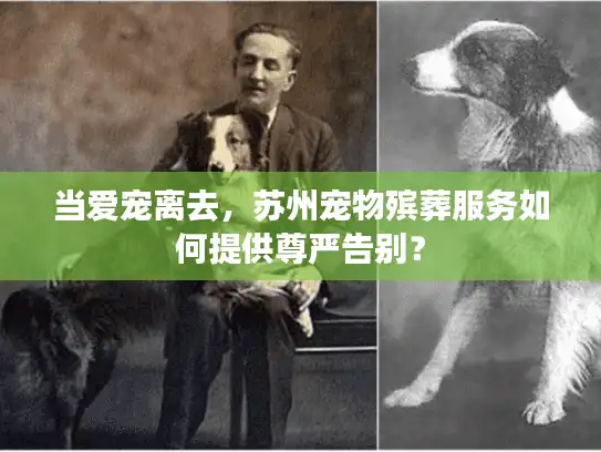 当爱宠离去,苏州宠物殡葬服务如何提供尊严告别? 当爱宠离去,苏州宠物殡葬服务如何提供尊严告别?