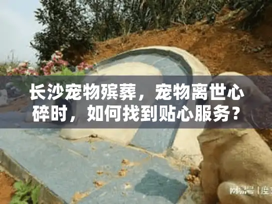 长沙宠物殡葬，宠物离世心碎时，如何找到贴心服务？