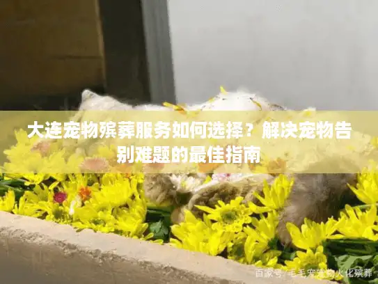 大连宠物殡葬服务如何选择？解决宠物告别难题的最佳指南