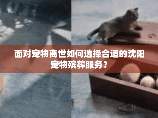 面对宠物离世如何选择合适的沈阳宠物殡葬服务？