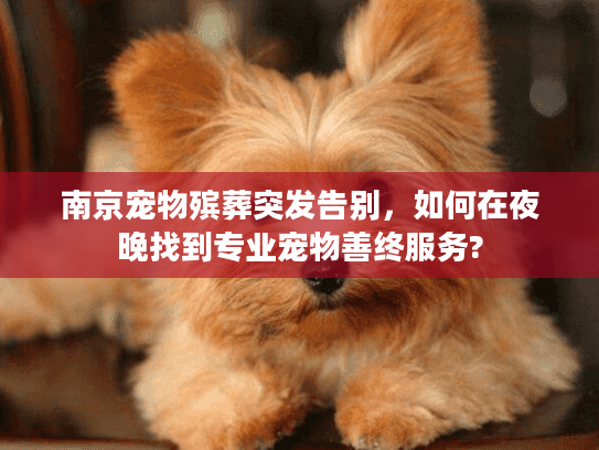 南京宠物殡葬突发告别，如何在夜晚找到专业宠物善终服务?