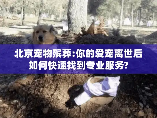 北京宠物殡葬:你的爱宠离世后如何快速找到专业服务?