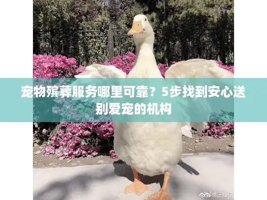 宠物殡葬服务哪里可靠？5步找到安心送别爱宠的机构