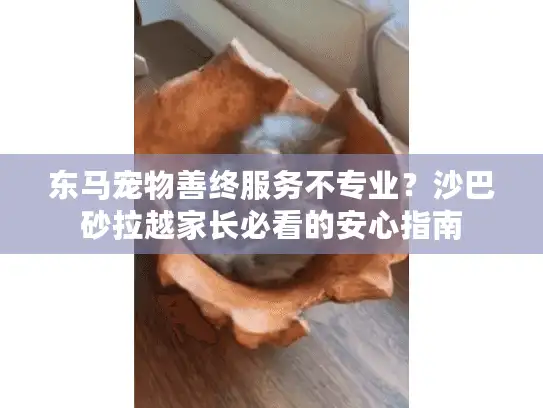 东马宠物善终服务不专业？沙巴砂拉越家长必看的安心指南