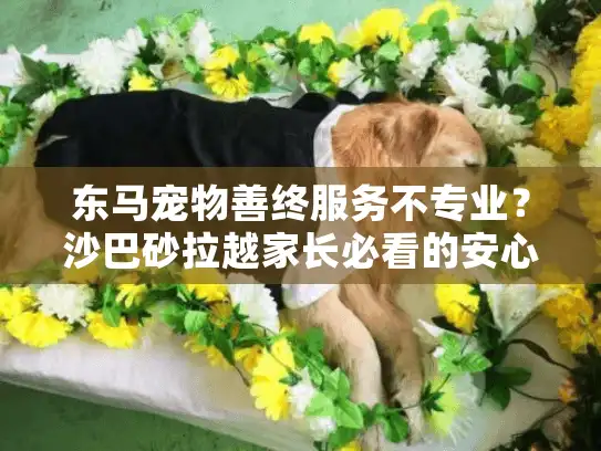 东马宠物善终服务不专业？沙巴砂拉越家长必看的安心指南