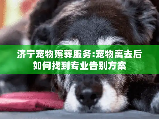 济宁宠物殡葬服务:宠物离去后如何找到专业告别方案 济宁宠物殡葬服务:宠物离去后如何找到专业告别方案