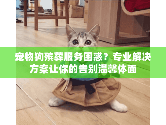 宠物狗殡葬服务困惑？专业解决方案让你的告别温馨体面