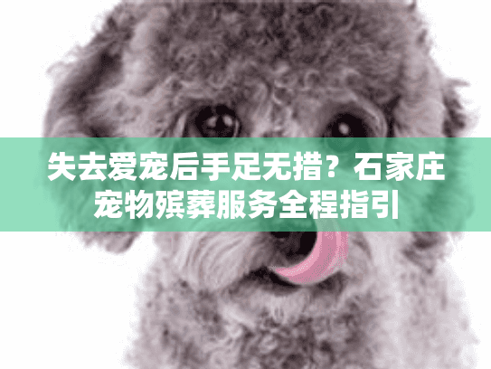 失去爱宠后手足无措？石家庄宠物殡葬服务全程指引