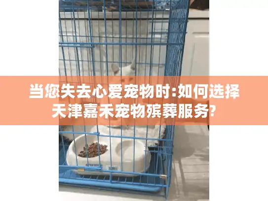 当您失去心爱宠物时:如何选择天津嘉禾宠物殡葬服务?