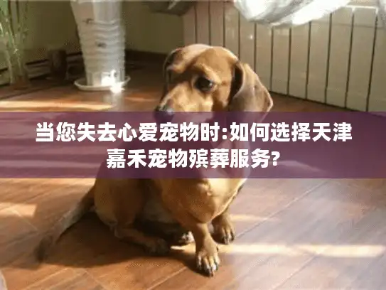当您失去心爱宠物时:如何选择天津嘉禾宠物殡葬服务?