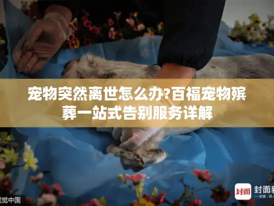 宠物突然离世怎么办?百福宠物殡葬一站式告别服务详解