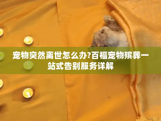 宠物突然离世怎么办?百福宠物殡葬一站式告别服务详解