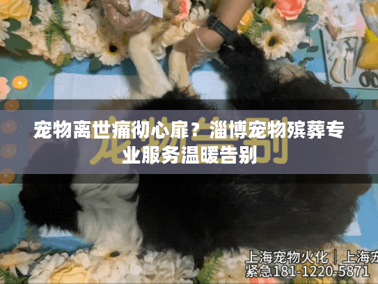 宠物离世痛彻心扉？淄博宠物殡葬专业服务温暖告别