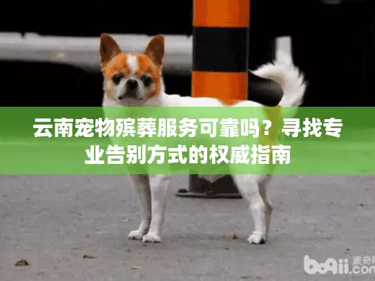 云南宠物殡葬服务可靠吗？寻找专业告别方式的权威指南