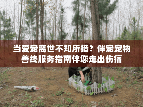 当爱宠离世不知所措？伴宠宠物善终服务指南伴您走出伤痛