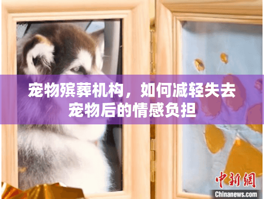 宠物殡葬机构，如何减轻失去宠物后的情感负担