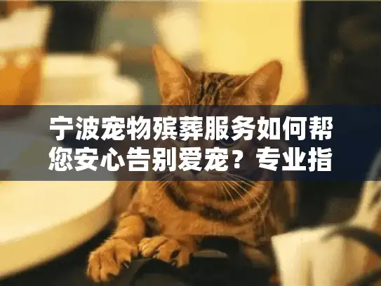 宁波宠物殡葬服务如何帮您安心告别爱宠？专业指南与真实选择