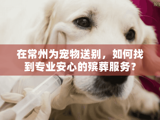在常州为宠物送别，如何找到专业安心的殡葬服务？