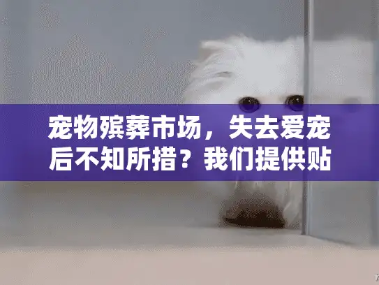 宠物殡葬市场，失去爱宠后不知所措？我们提供贴心解决方案