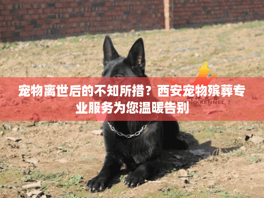 宠物离世后的不知所措?西安宠物殡葬专业服务为您温暖告别 宠物离世后的不知所措?西安宠物殡葬专业服务为您温暖告别