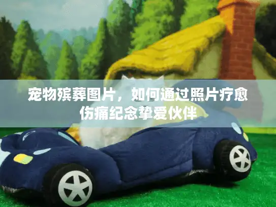 宠物殡葬图片，如何通过照片疗愈伤痛纪念挚爱伙伴