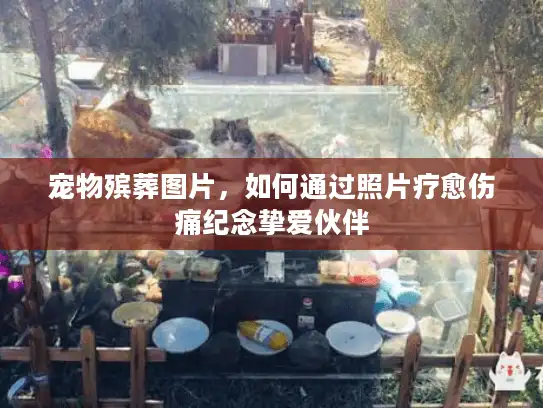 宠物殡葬图片，如何通过照片疗愈伤痛纪念挚爱伙伴