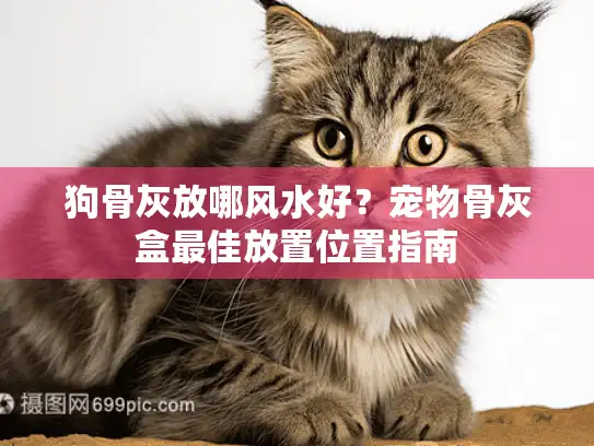 狗骨灰放哪风水好？宠物骨灰盒最佳放置位置指南