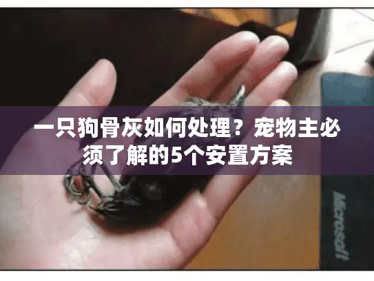 一只狗骨灰如何处理?宠物主必须了解的5个安置方案 一只狗骨灰如何处理?宠物主必须了解的5个安置方案