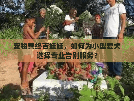 宠物善终吉娃娃，如何为小型爱犬选择专业告别服务？
