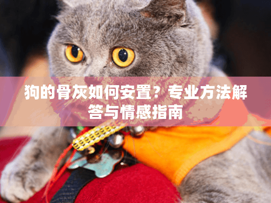 狗的骨灰如何安置?专业方法解答与情感指南 狗的骨灰如何安置?专业方法解答与情感指南