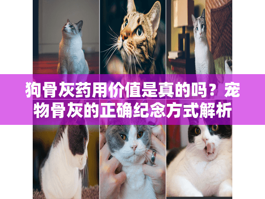 狗骨灰药用价值是真的吗？宠物骨灰的正确纪念方式解析