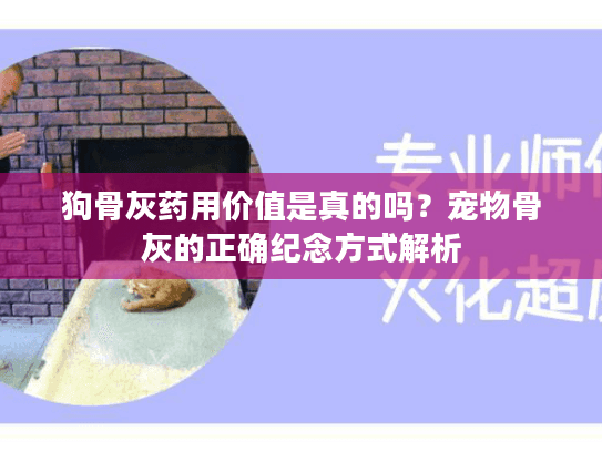 狗骨灰药用价值是真的吗？宠物骨灰的正确纪念方式解析