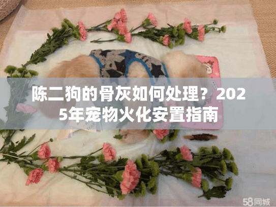 陈二狗的骨灰如何处理？2025年宠物火化安置指南