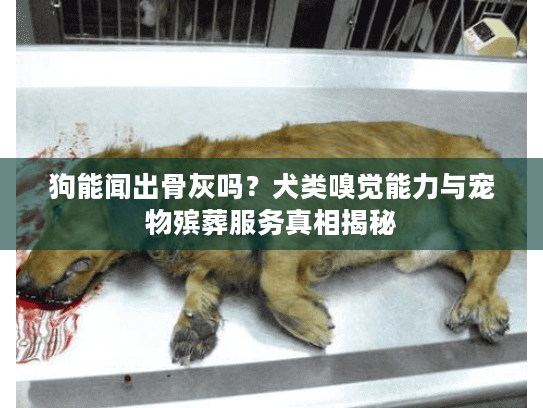 狗能闻出骨灰吗？犬类嗅觉能力与宠物殡葬服务真相揭秘