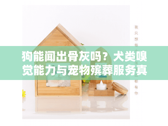 狗能闻出骨灰吗？犬类嗅觉能力与宠物殡葬服务真相揭秘